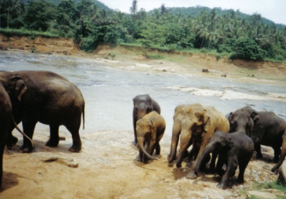 Elefantini